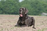 DOGUE ALLEMAND 446